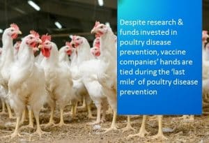 Read more about the article Last mile poultry disease prevention. What’s missing?