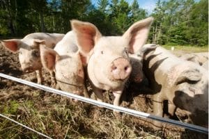Подробнее о статье Взгляните на инновационный инъектор для свиней от ThaMa-Vet