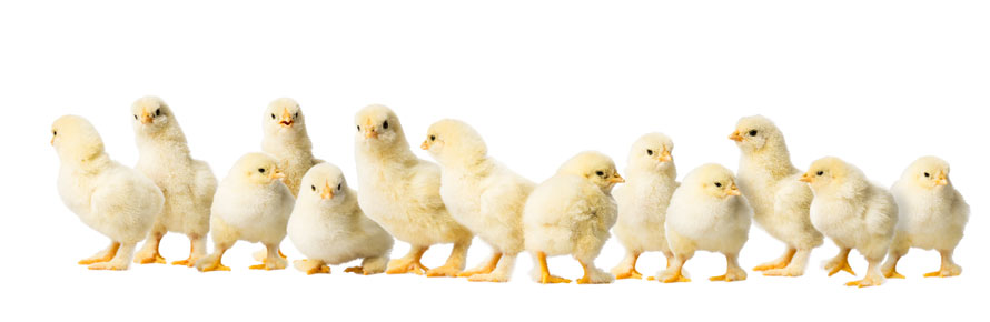 young-chicks
